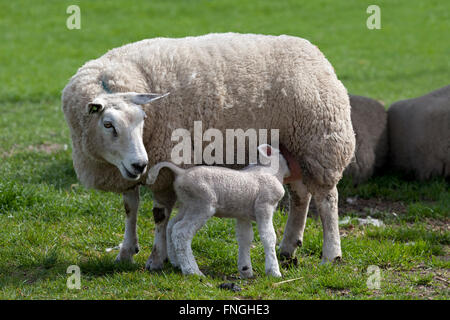 Litltle lamb drinking with her mother sheep in the meadow Stock Photo