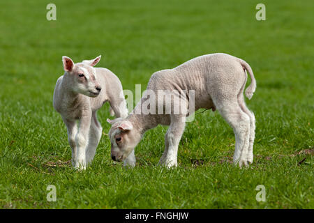 Newborn lambs in the meadow Stock Photo