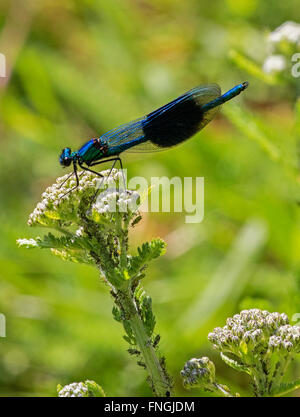 Blue damselfly feeding on aphids Stock Photo
