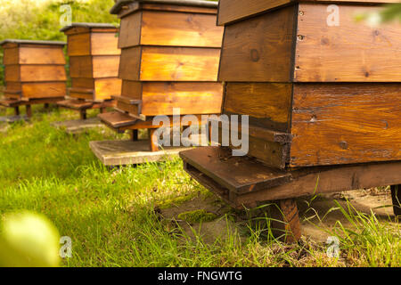 An arc of four wooden WBC William Broughton Carr beehives in a sunny garden. Bees can be seen on arriving and leaving the front Stock Photo