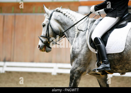 Grey colored dressage horse under saddle with unedintified rider Stock Photo