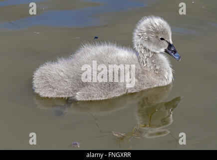 Black swan cygnet Stock Photo