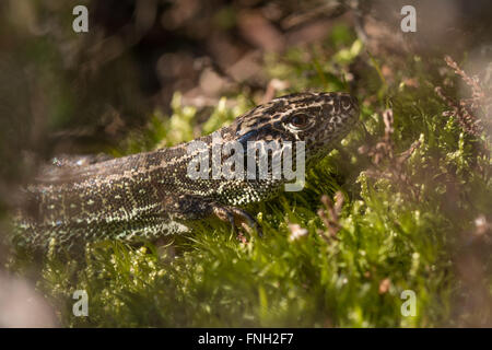 Close-up of Sand lizard (Lacerta agilis) at a heathland site in Surrey, UK. Stock Photo
