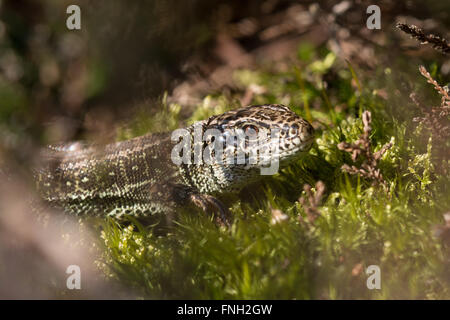 Close-up of sand lizard (Lacerta agilis) at a heathland site in Surrey, UK. Stock Photo