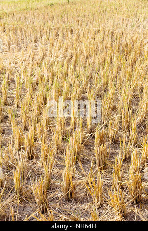 Rural field after the rice harvest Stock Photo - Alamy