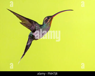 Female green hermit hummingbird hovering Stock Photo