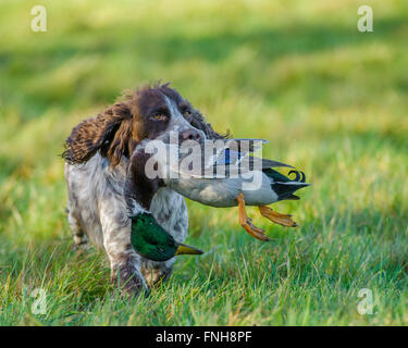 Portrait of a Cocker Spaniel dog carrying a mallard duck Stock Photo