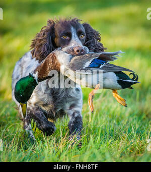 Portrait of a Cocker Spaniel dog carrying a mallard duck Stock Photo