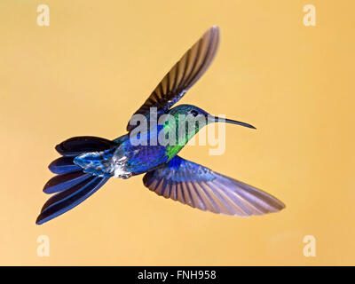 Male violet-crowned woodnymph hovering Stock Photo - Alamy