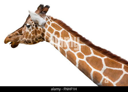 Giraffe (Giraffa camelopardalis reticulata) head and neck isolated on a white background Stock Photo