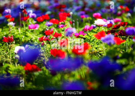 A field of cultivated colourful and vivid Anemone flowers. Photographed in Israel Stock Photo