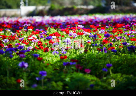 A field of cultivated colourful and vivid Anemone flowers. Photographed in Israel Stock Photo