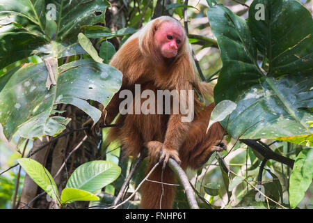 Red bald-headed Uakari monkey also known as British Monkey (Cacajao calvus rubicundus), Amazon state, Brazil Stock Photo