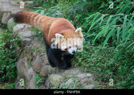 Red Panda (Ailurus fulgens), Sichuan Province, China Stock Photo