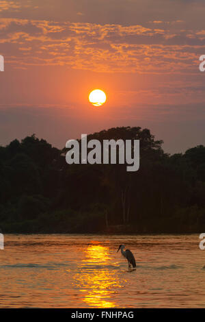 White-necked heron or Cocoi Heron (Ardea cocoi) on the Cuiaba river at sunrise, Pantanal, Mato Grosso, Brazil Stock Photo