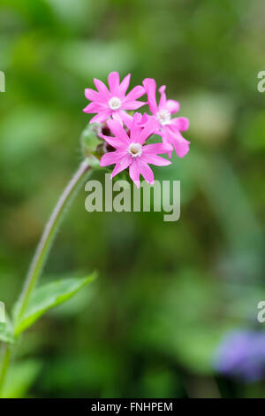 Red Campion (Silene dioica) Stock Photo