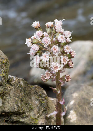 Medicinal plant. Petasites hybridus flower detail. Aka Butterbur.