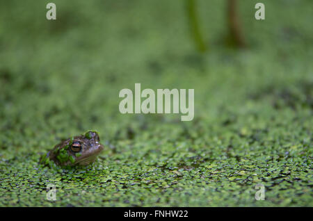 Toad or frog head poking out of the pond with leaves on its head, sunshine  shimmering on the vegetation Stock Photo