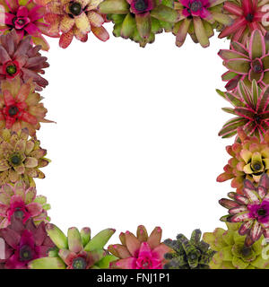 bromeliad frame isolated on white background Stock Photo