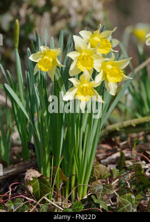 Wild Daffodil - Narcissus pseudonarcissus in Betty Dawes Wood, Newent, Gloucestershire Stock Photo