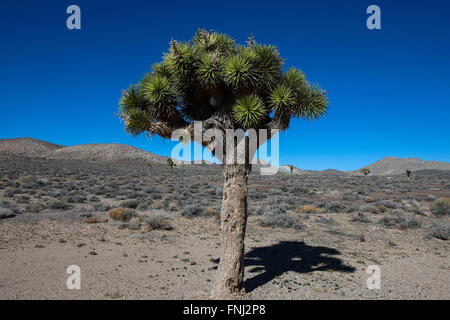 Joshua Tree (Yucca brevifolia), Death Valley National Park, California, United States of America Stock Photo