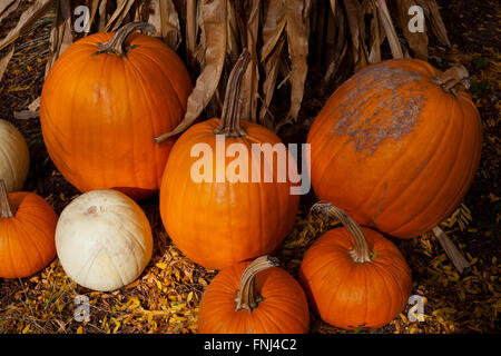 Pumpkins and Cornstalks Stock Photo