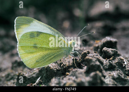 Small white / small cabbage white (Pieris rapae) butterfly sitting on the ground and feeding on minerals Stock Photo