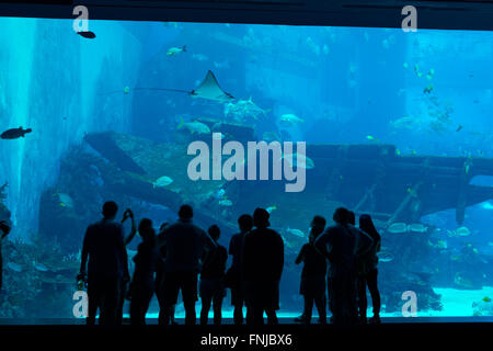 Silhouette of people in front of huge aquarium with stingray and fishes on Sentosa island, Singapore Stock Photo