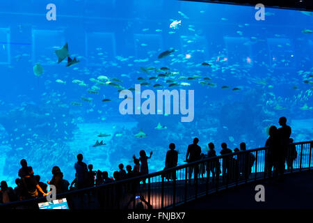 Panoramic marine viewing panel at the SEA Aquarium, Sentosa, Singapore Stock Photo