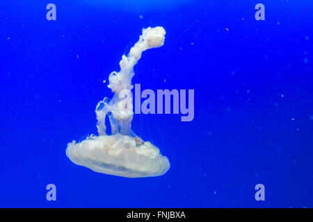 White jellyfish on blue background in Sentosa aquarium, Singapore Stock Photo