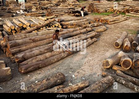 Deforestation of Bangladesh Stock Photo - Alamy