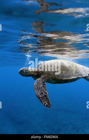 Turtle hanging out on at the surface. Stock Photo