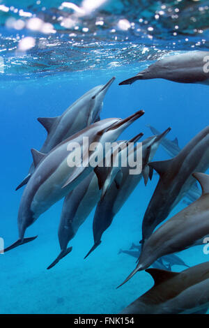 Sleepy hawaiian spinner dolphins coming up from a breath. Stock Photo