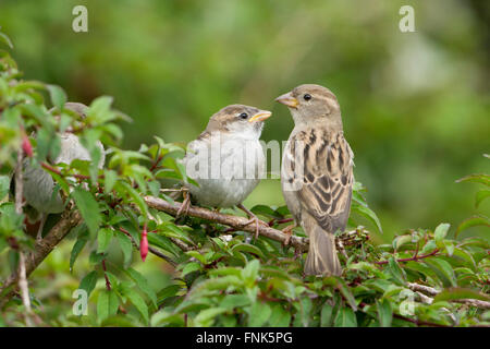A female House Sparrow (Passer domesticus) feeds a fledgling in a garden, Hastings, East Sussex, UK Stock Photo