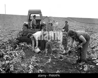 Women Potato picking harvesting Britain 1962 1960s children play while mothers work on farm. Stock Photo