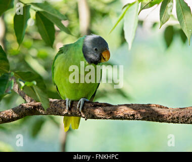 Slaty Headed Parakeet Closeup Stock Photo