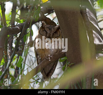 Collared Scops Owl relaxing during day Stock Photo