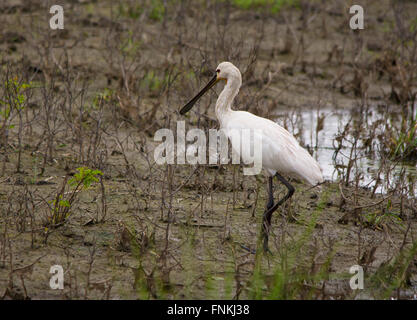 Eurasian spoonbill or common spoonbill on ground Stock Photo