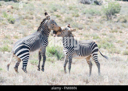 Two mountain zebra stallions fighting in the Mountain Zebra National Park near Cradock in South Africa Stock Photo