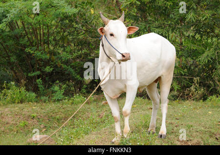 Portrait of a Jallikattu Bull Calf.Bull Taming is held in the villages of Tamil Nadu, India.As a part of the harvest festival Stock Photo