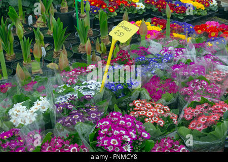 Cineraria  polyanthus and Spring hyacinths for sale in garden nursery Stock Photo