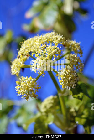 Wild celery plant in flower Stock Photo