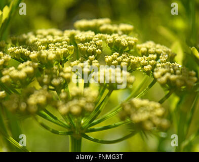 Flowering parsley plant close-up Stock Photo