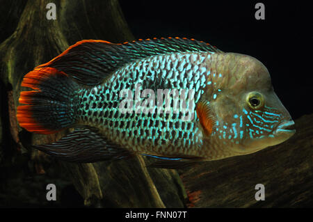 Green Terror cichlid,  Aequidens rivulatus,  As is typical with most large cichlids, the Green Terror is aggressive Stock Photo