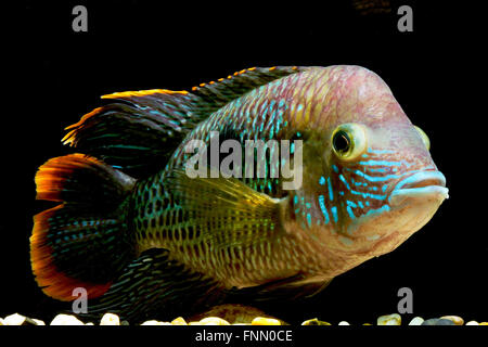 Green Terror cichlid,  Aequidens rivulatus As is typical with most large cichlids, the Green Terror is aggressive Stock Photo