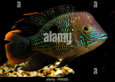 Green Terror - Aequidens rivulatus As is typical with most large cichlids, the Green Terror is aggressive Stock Photo