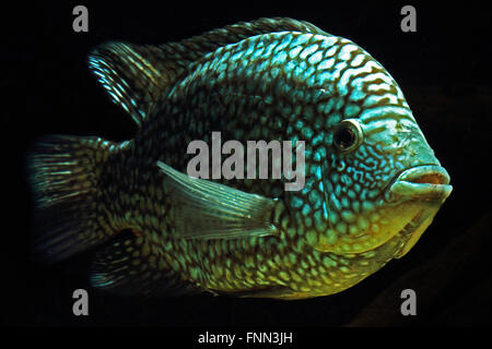 Herichthys carpintis “Escondido”, also known as the Pearl-scaled Cichlid, Texas Cichlid Stock Photo