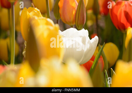 Stand out -- A Perfect White Tulip Stands in contrast to the sea of orange and red tulips surrounding it. Stock Photo