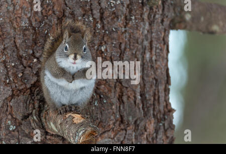 Endearing, springtime Red squirrel, close up and looking at camera,  Sitting up on a broken branch stump of a pine tree. Stock Photo