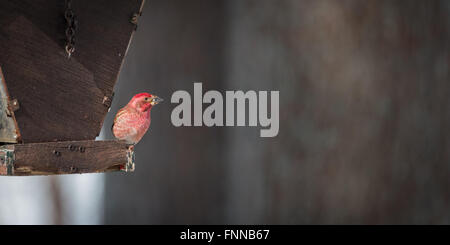 Purple finch (Haemorhous purpureus) at a feeder with a sunflower seed.  Springtime comes, bird seed aplenty. Stock Photo